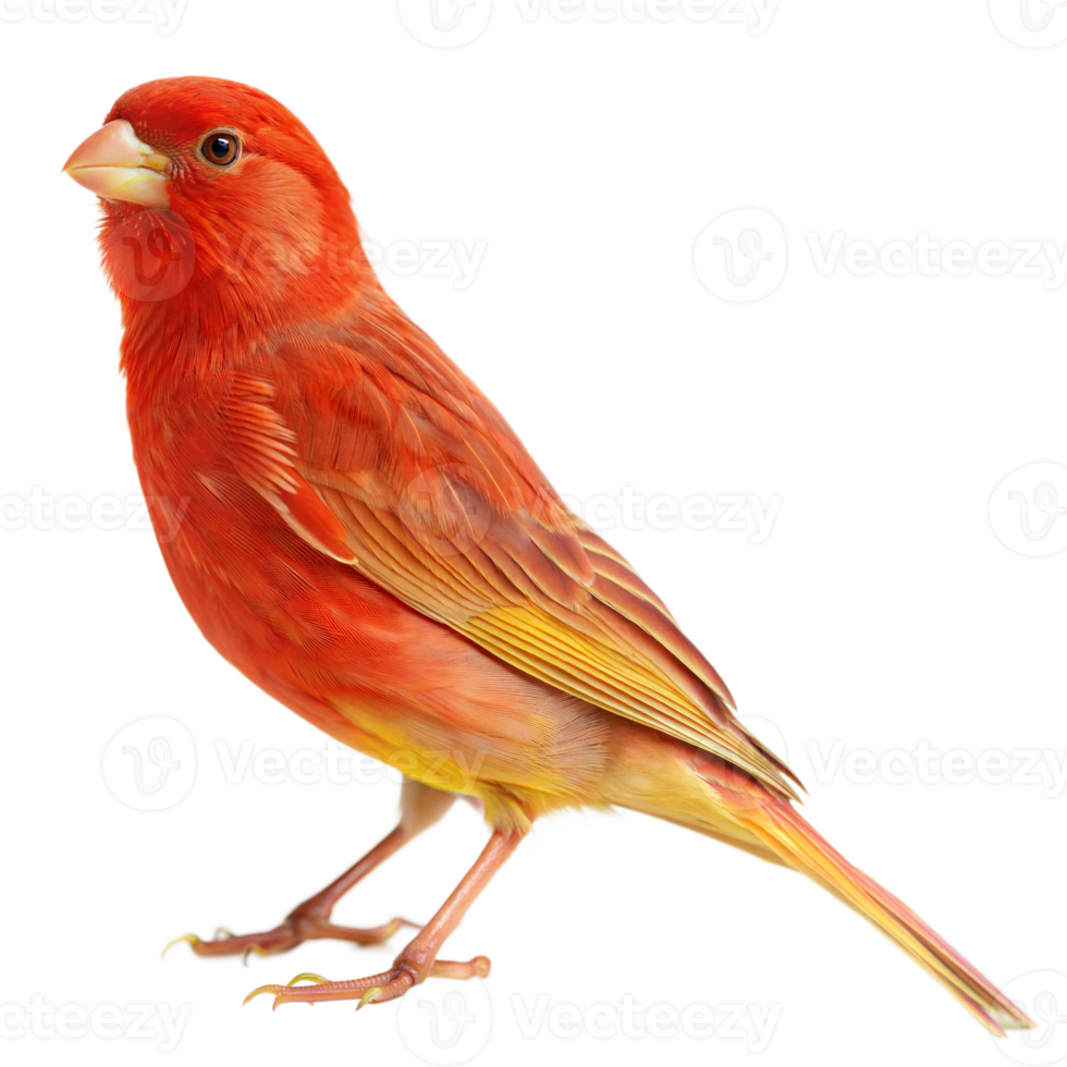 Vibrant Red Factor Canary Perched on Transparent Background png