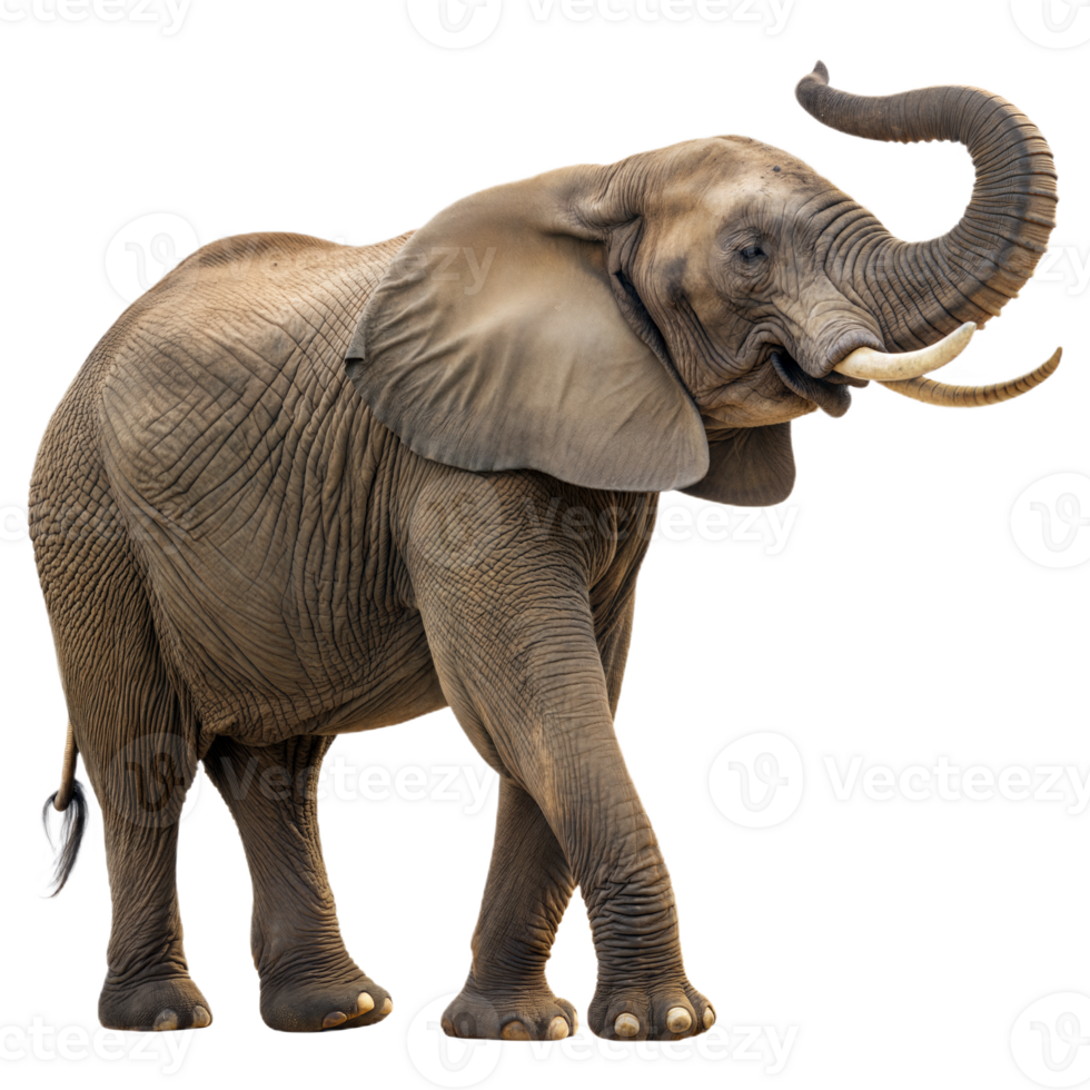 Majestic African Elephant with Raised Trunk on Transparent Background png