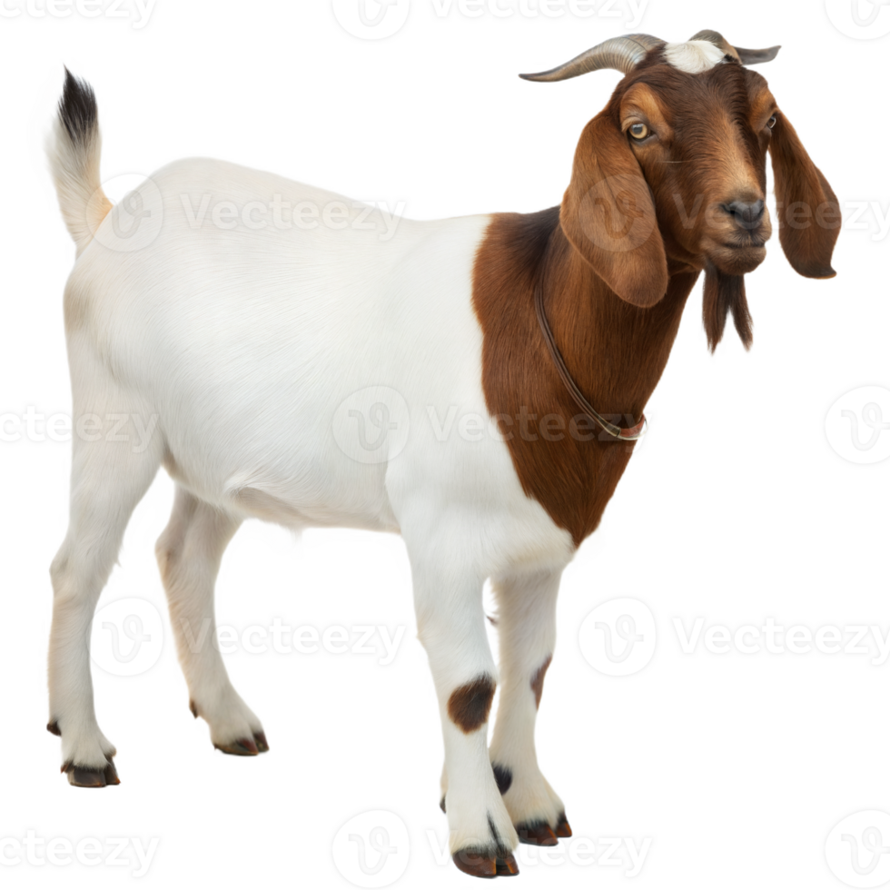 Elegant Brown and White Boer Goat Standing Tall on Transparent Background png