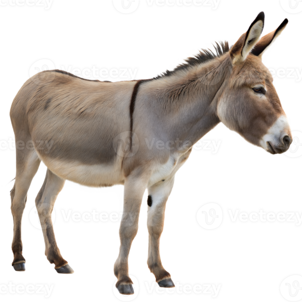 Charming Light Brown Donkey Standing Profile on Transparent Background png