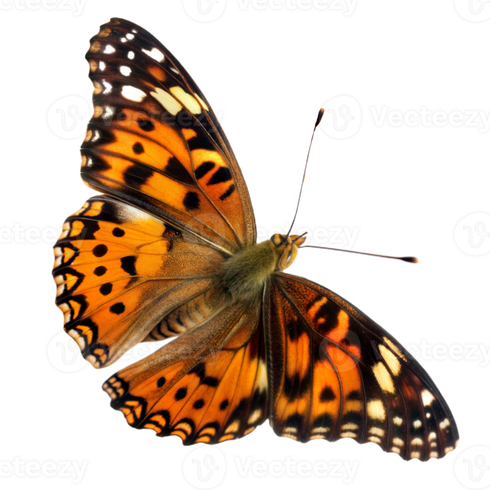 Beautiful Painted Lady Butterfly with Open Wings on Transparent Background png