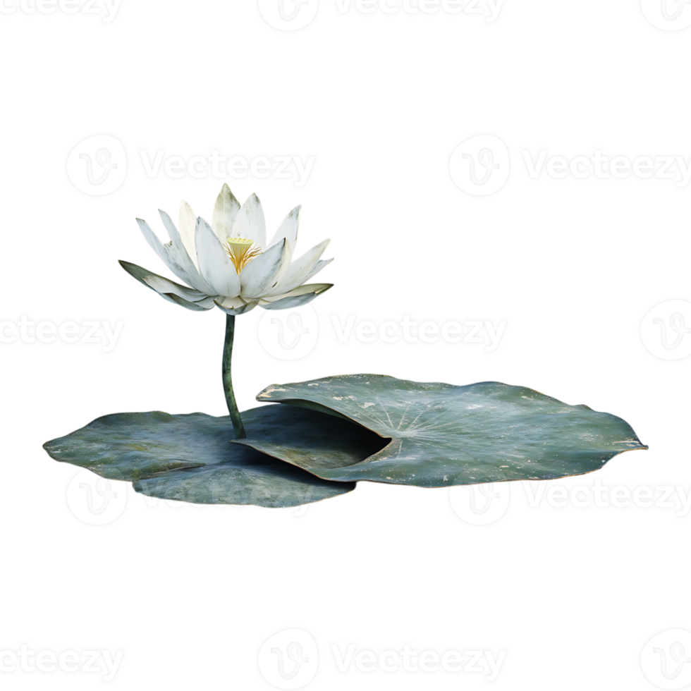 Water lily on a leaf png