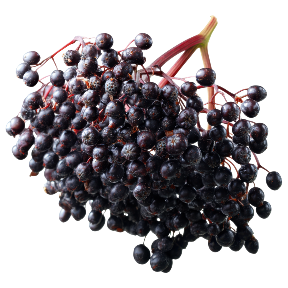 Elderberry cluster with dark berries, rich in nutrients isolated on transparency background png