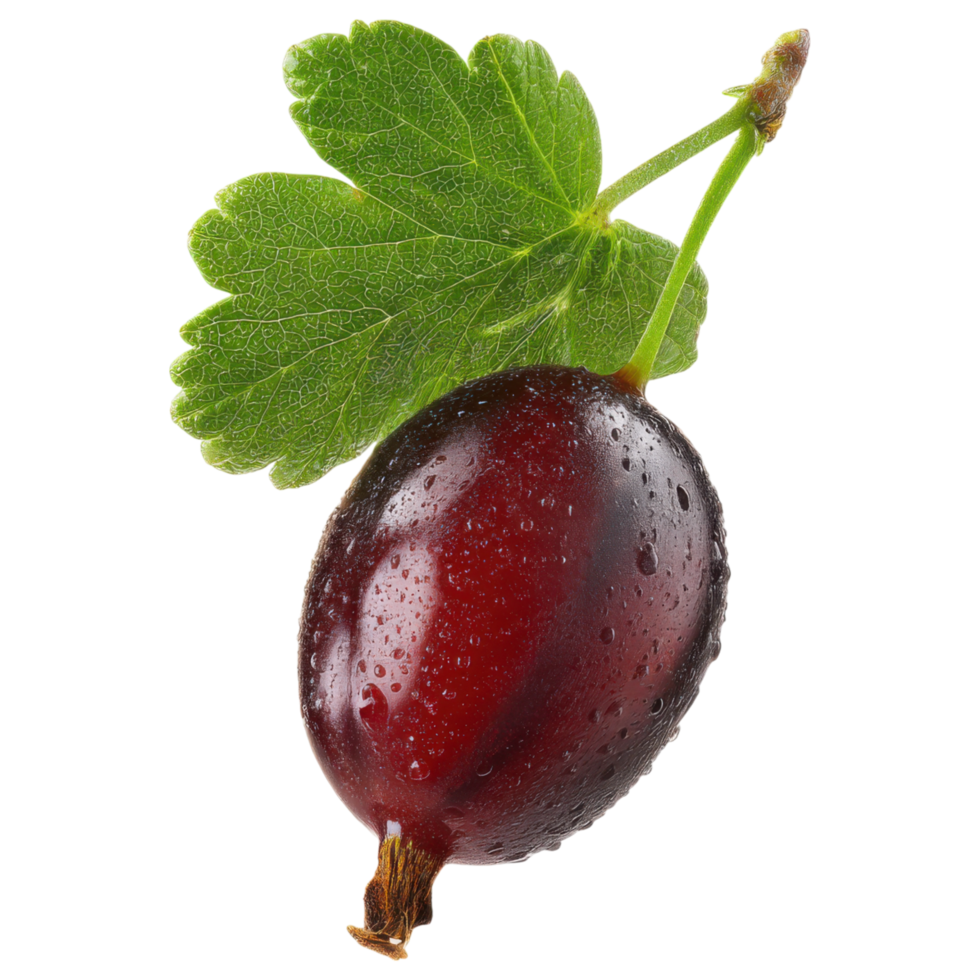 Fresh black currant with green leaf, glistening with isolated on transparency background png