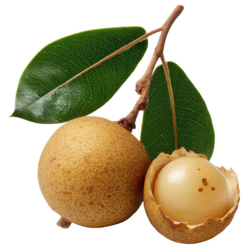 Sweet sapodilla fruit with green leaves isolated on transparency background png