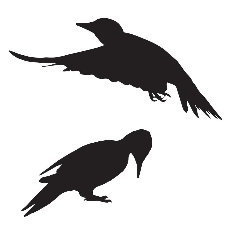 Two silhouettes of woodpecker birds on a white background vector