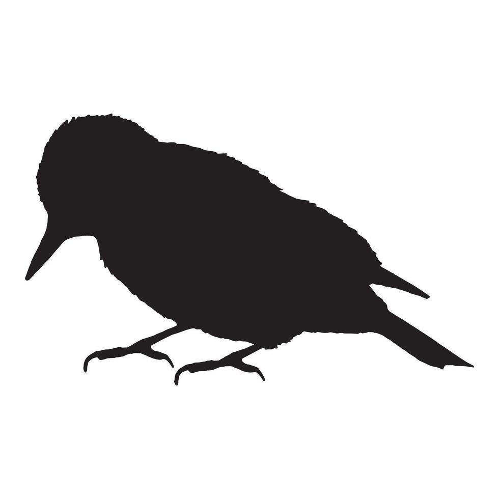 A silhouette of a woodpecker bird on a white background vector
