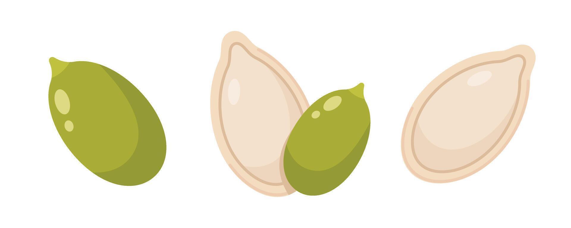 Illustrations of green pumpkin seeds and shells vector
