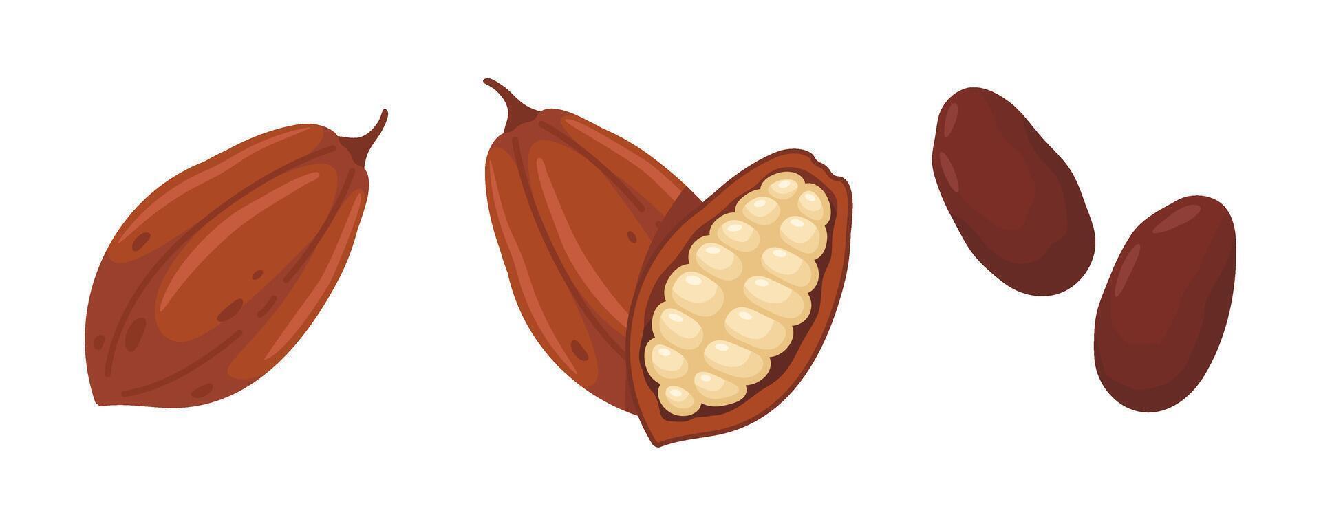 Cacao Pods and Beans Illustration vector