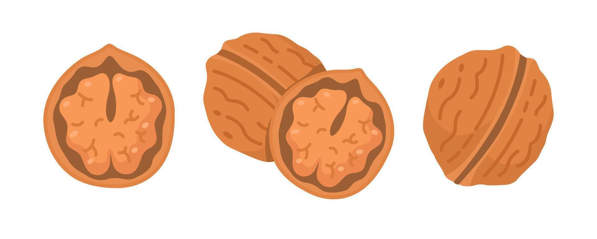 Freshly cracked walnuts on a white background vector