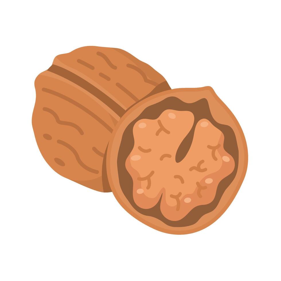 Walnut on white background vector