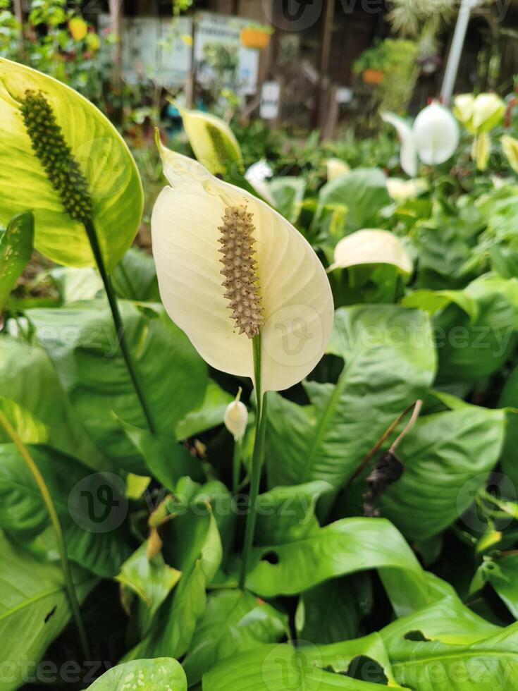 A large white flower with green leaves photo