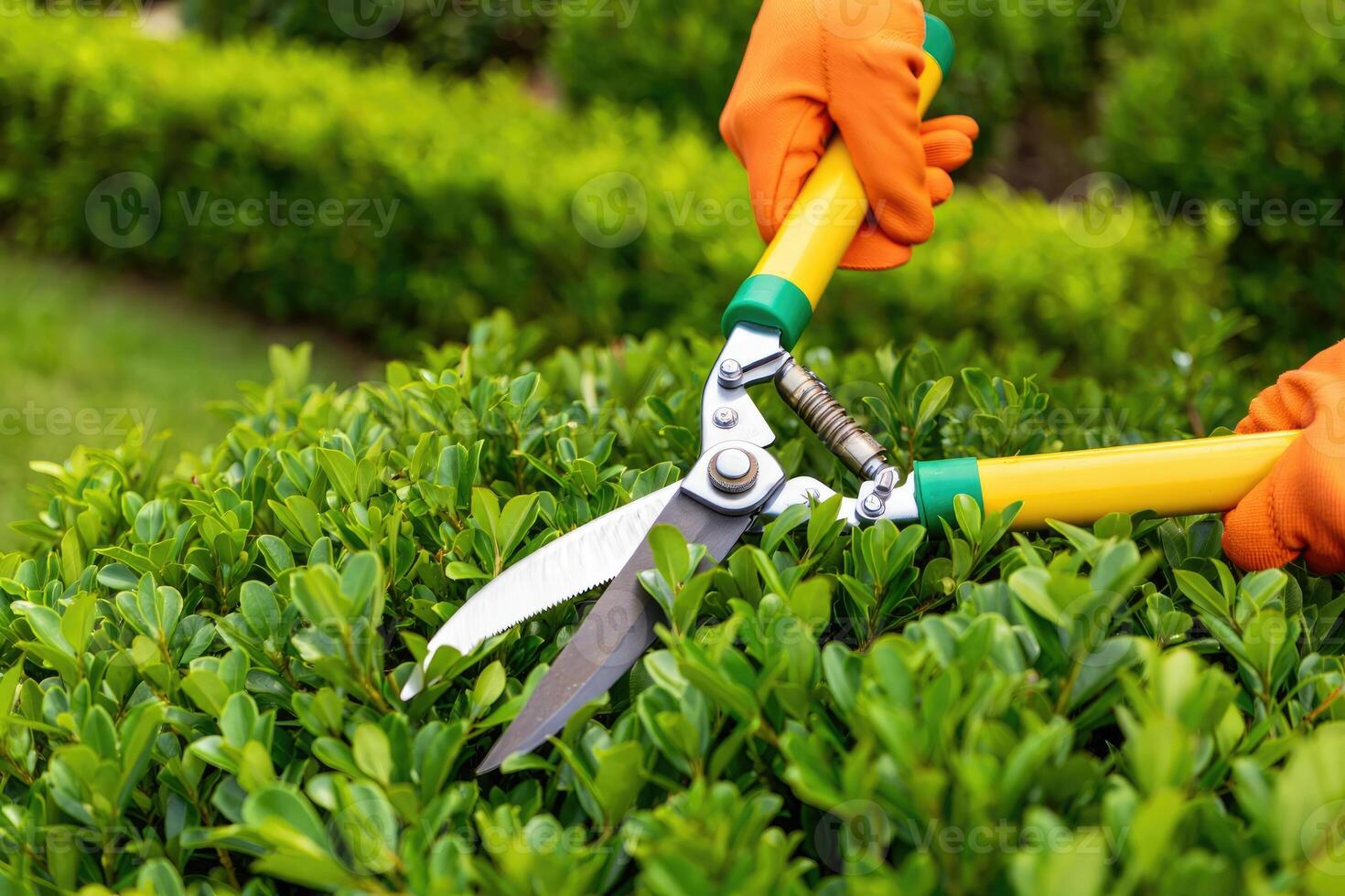 Gardener trims lush green hedge with bright orange gloves and sharp shears during daylight photo