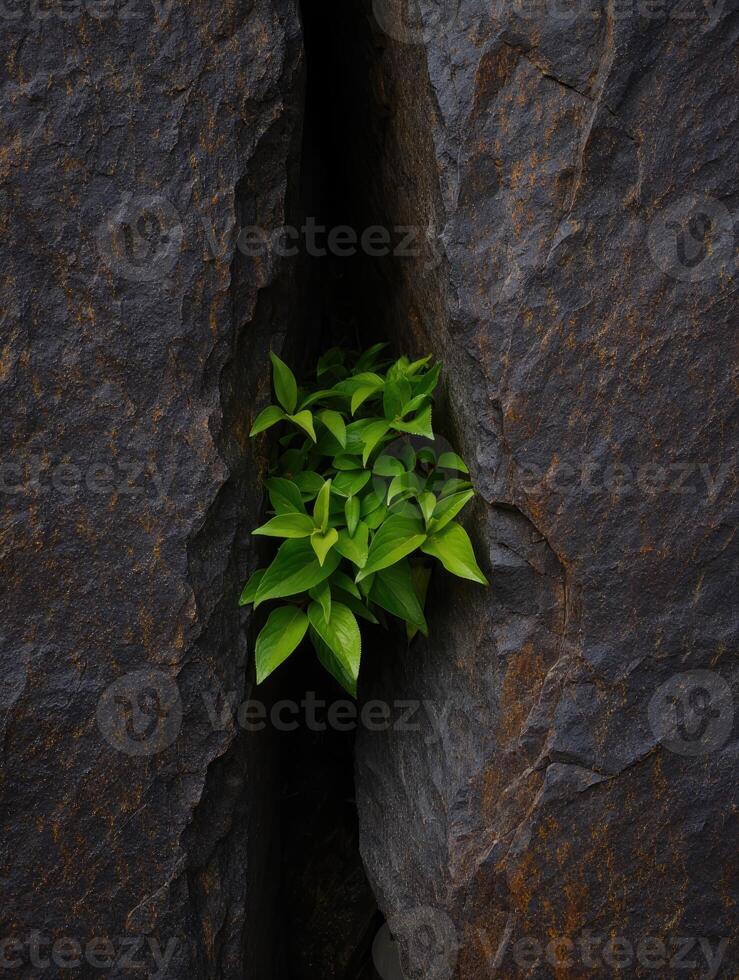 Green leaves emerging from a crack in dark rocks during daylight photo