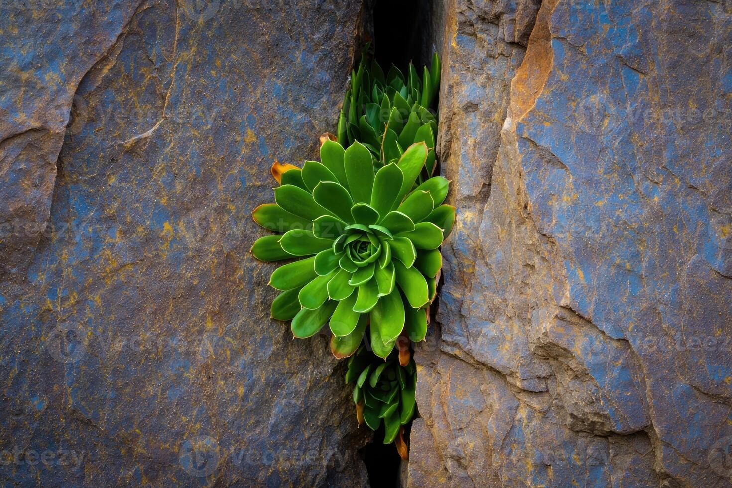 Green succulent plant thriving in a rocky crevice in a natural setting photo