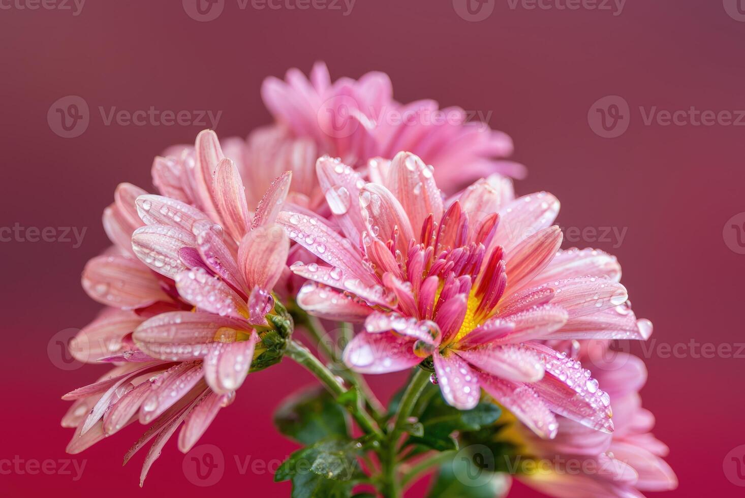 Beautiful pink flowers with water droplets on a soft red background in a serene garden setting photo