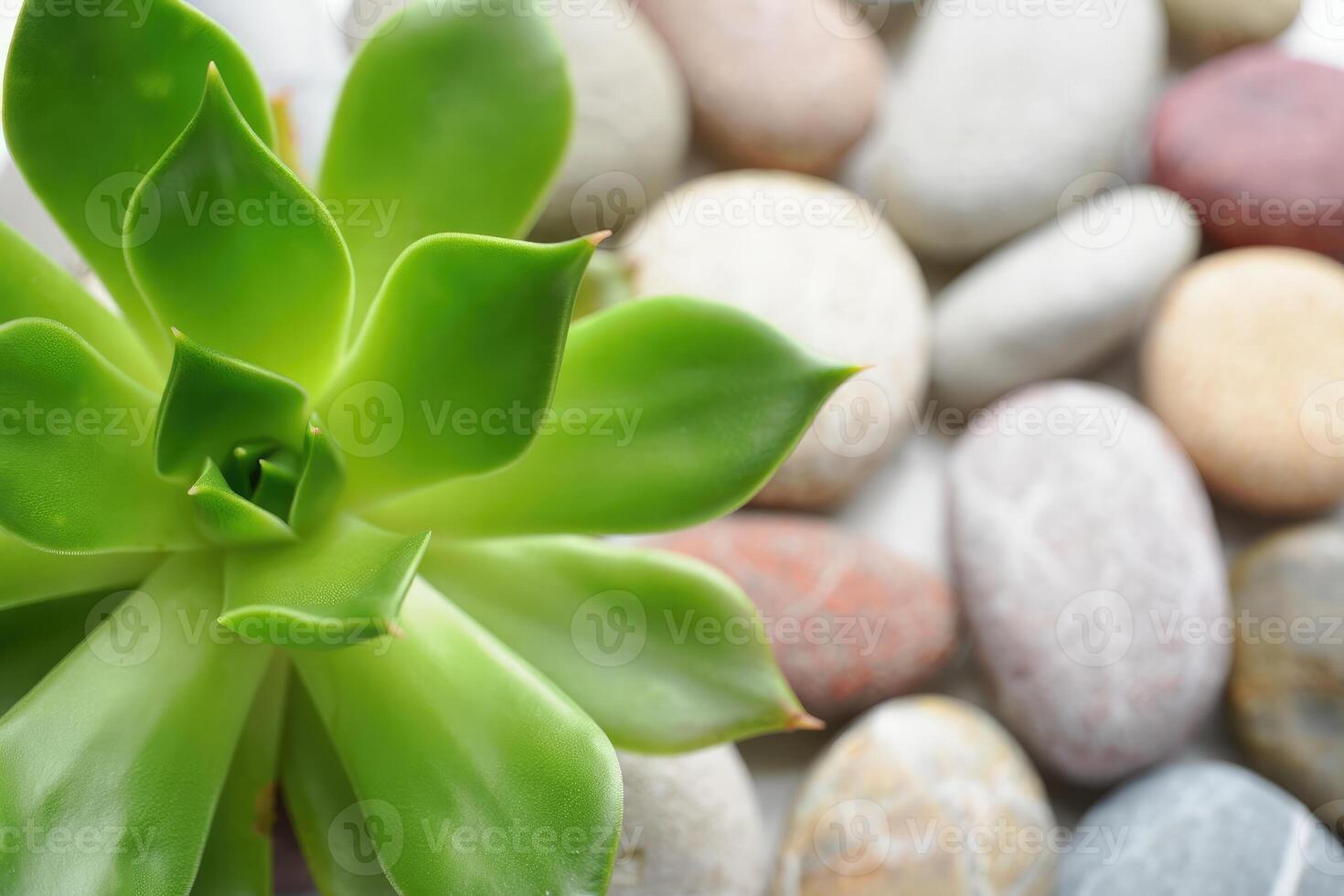 Green succulent plant beside smooth decorative stones in a tranquil setting indoors photo