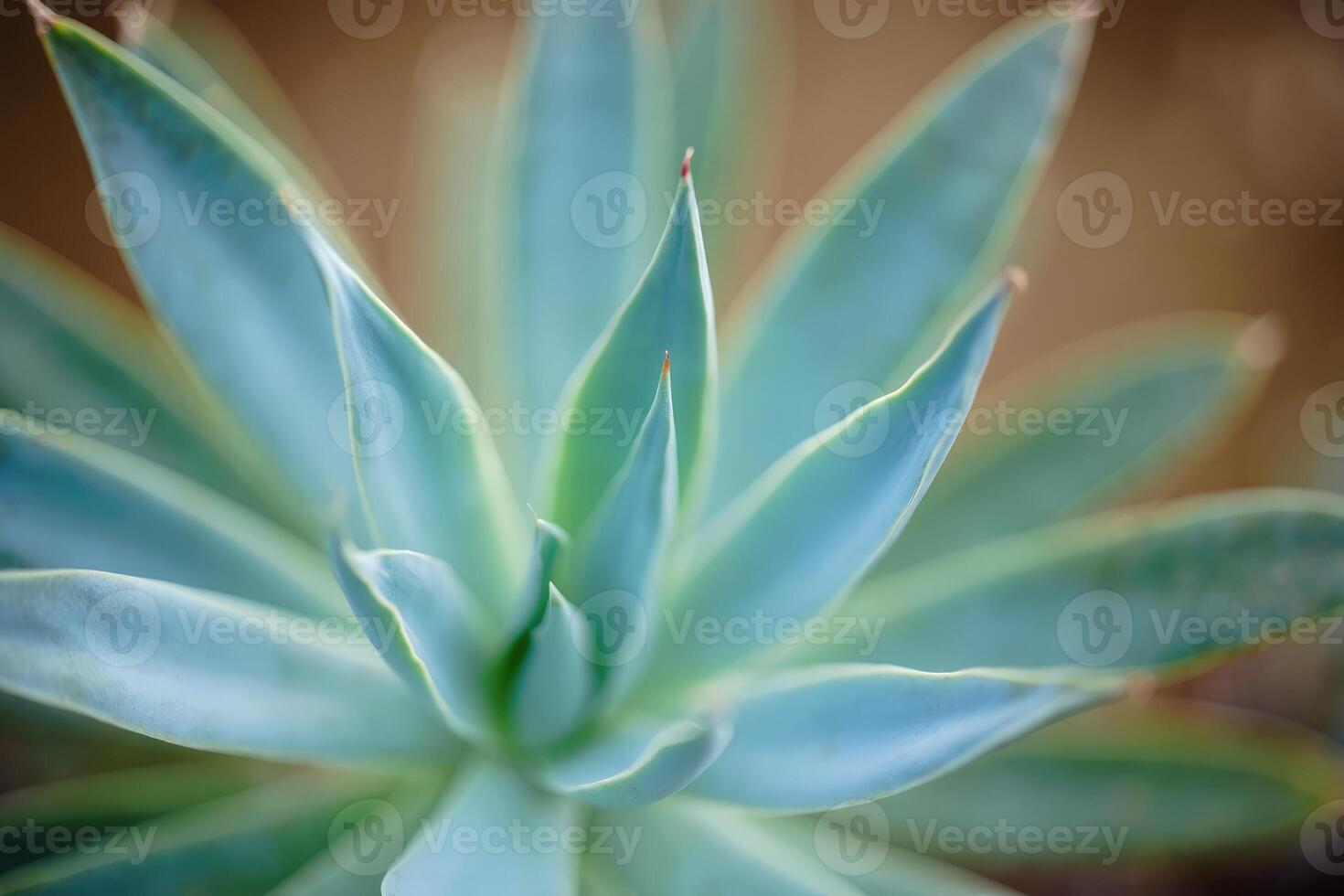 Close up view of vibrant succulent with pointed leaves in natural light photo