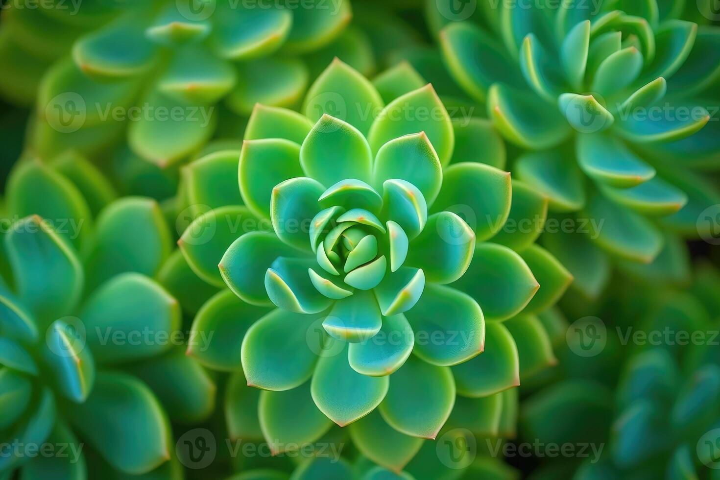 Green succulent plants arranged in a visually appealing pattern in natural light photo