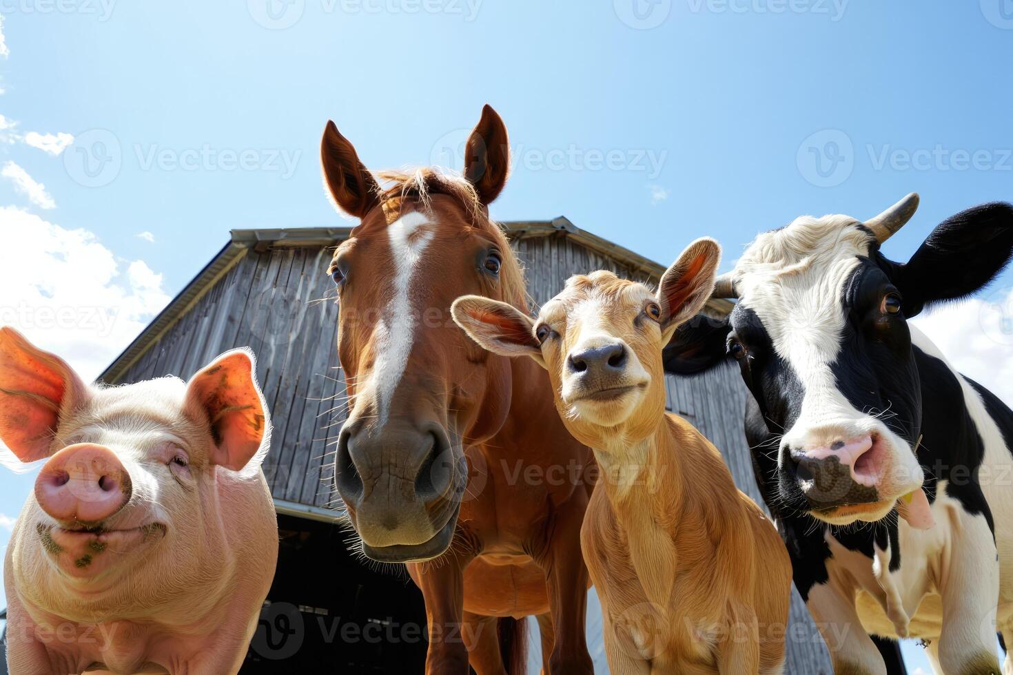 Farm animals enjoying a sunny day in front of a barn with bright blue sky photo