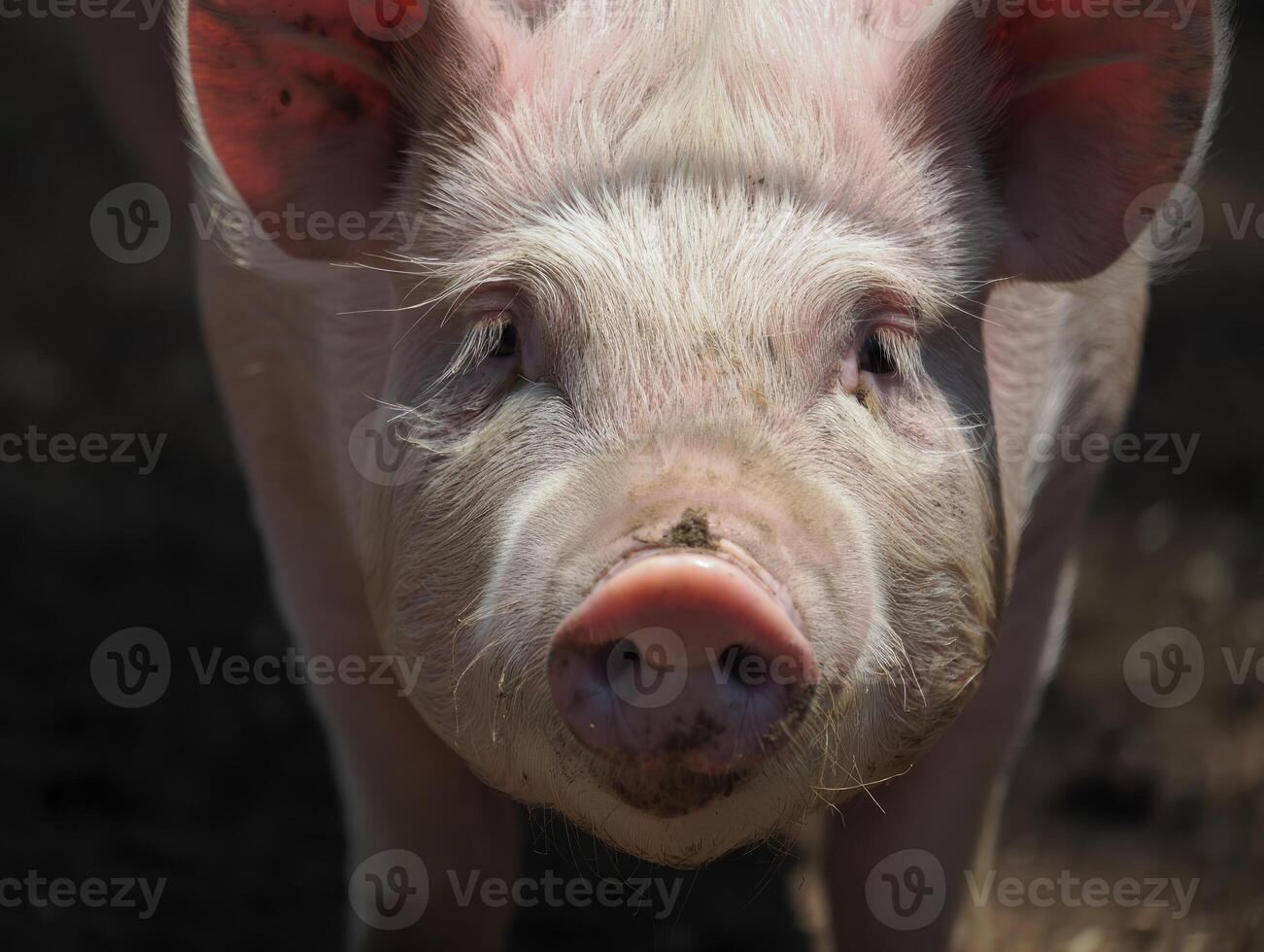 Close up of a pig looking directly at the camera in bright natural light on a farm photo