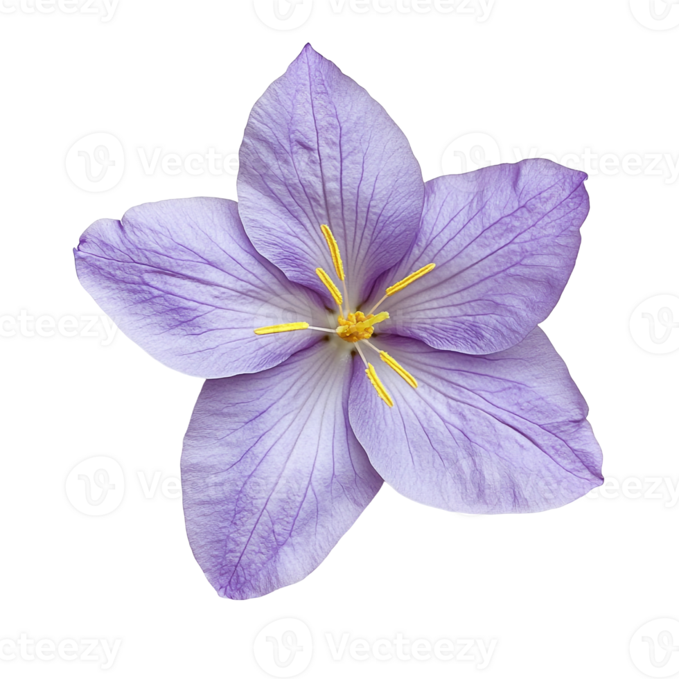 Soft Lavender Flower Bloom with Yellow Eye png