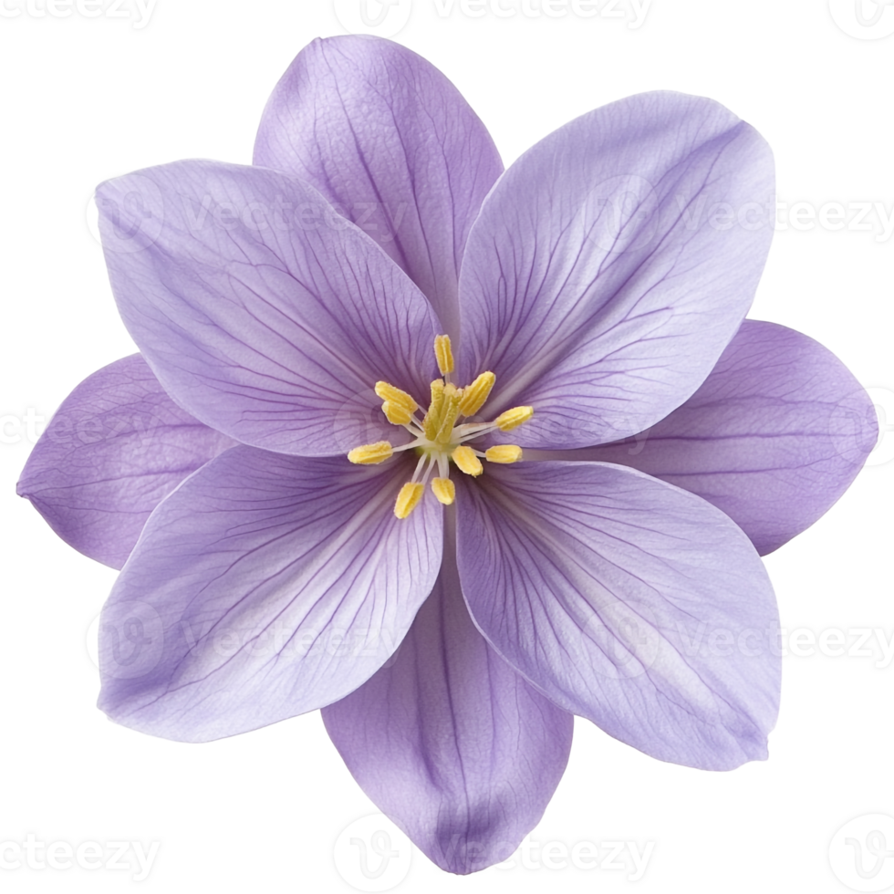 Beautiful Lavender Flower with Sunlit Center png