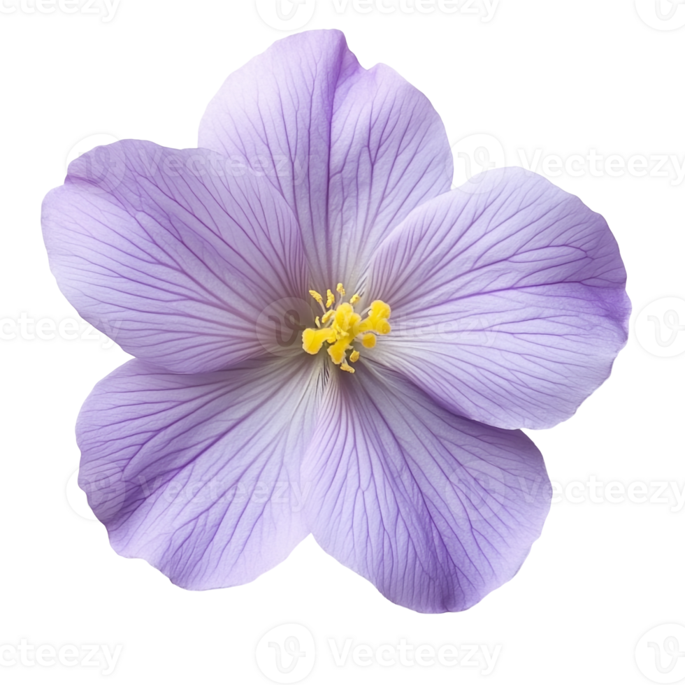 Elegant Pastel Flower with Lavender Petals png