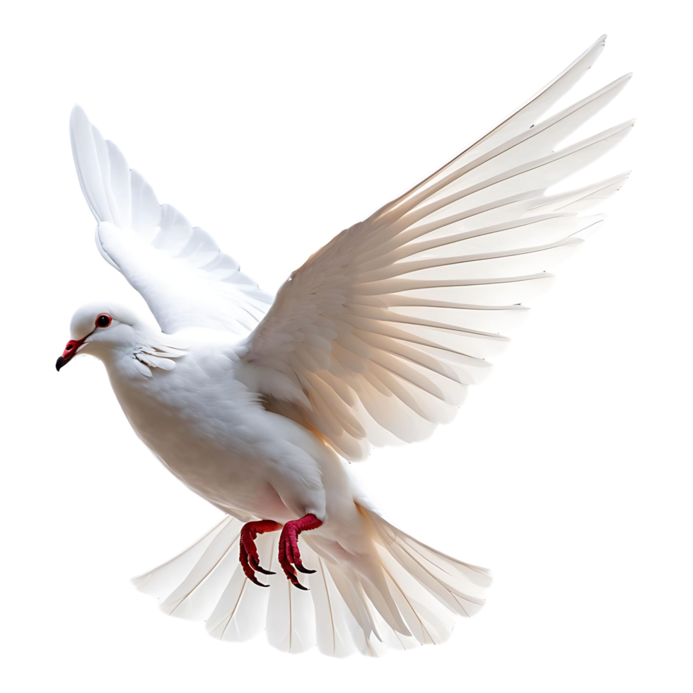 Majestic White Dove in Flight Symbol of Peace and Freedom Image png