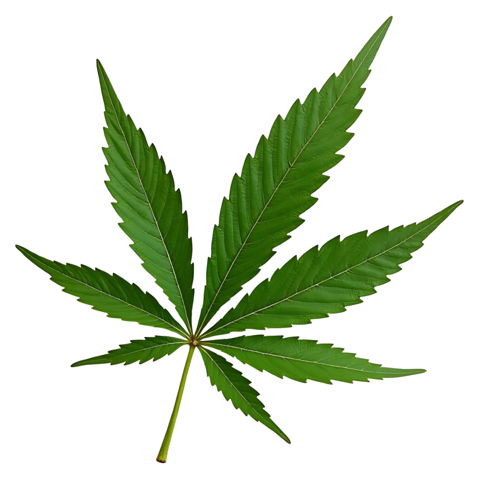 A marijuana leaf png
