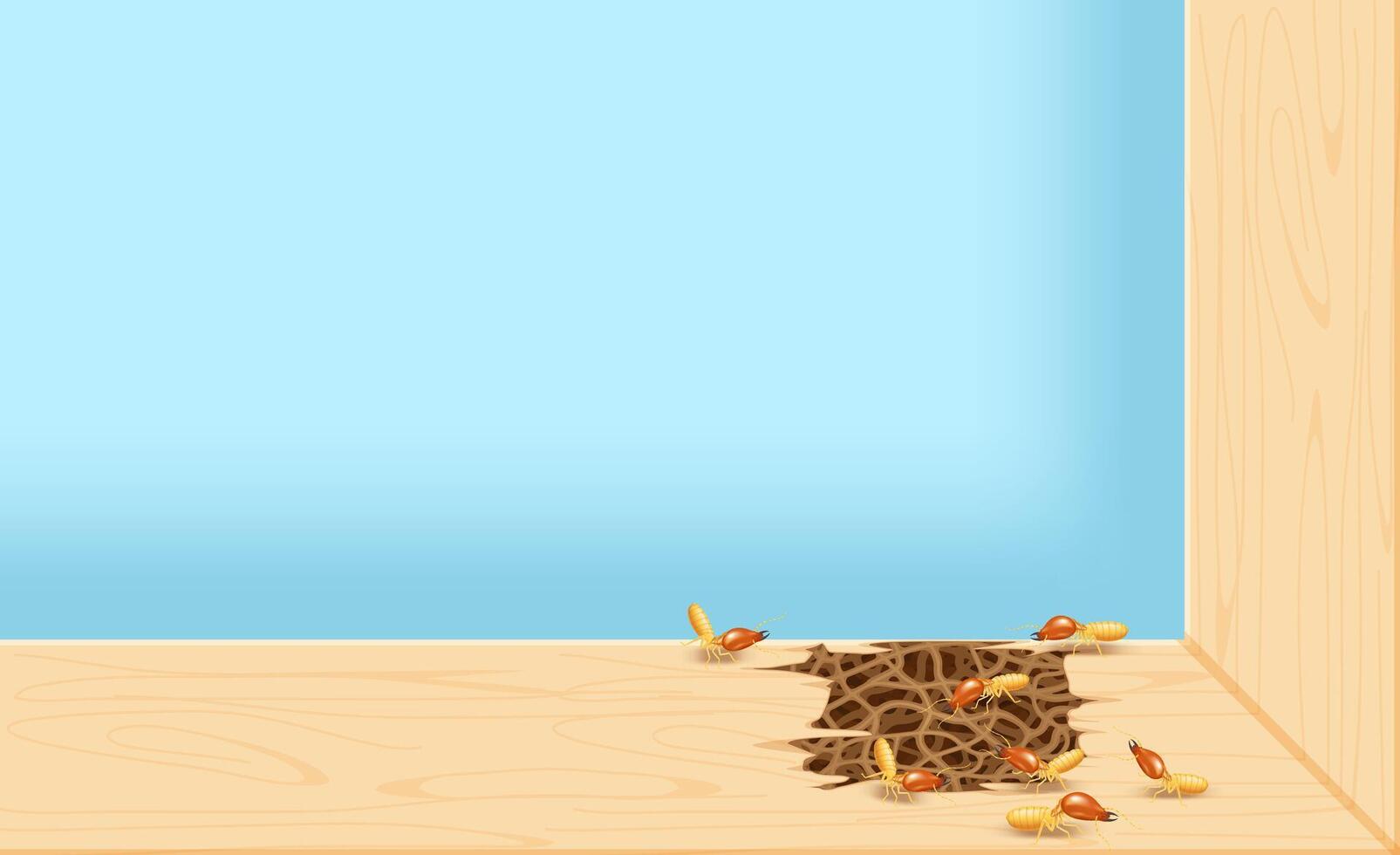 termites at window, termite nest at wooden wall, nest termite at wood decay the door sill architrave, nest termite background and copy space, damaged wooden window door by eaten termite or white ant vector