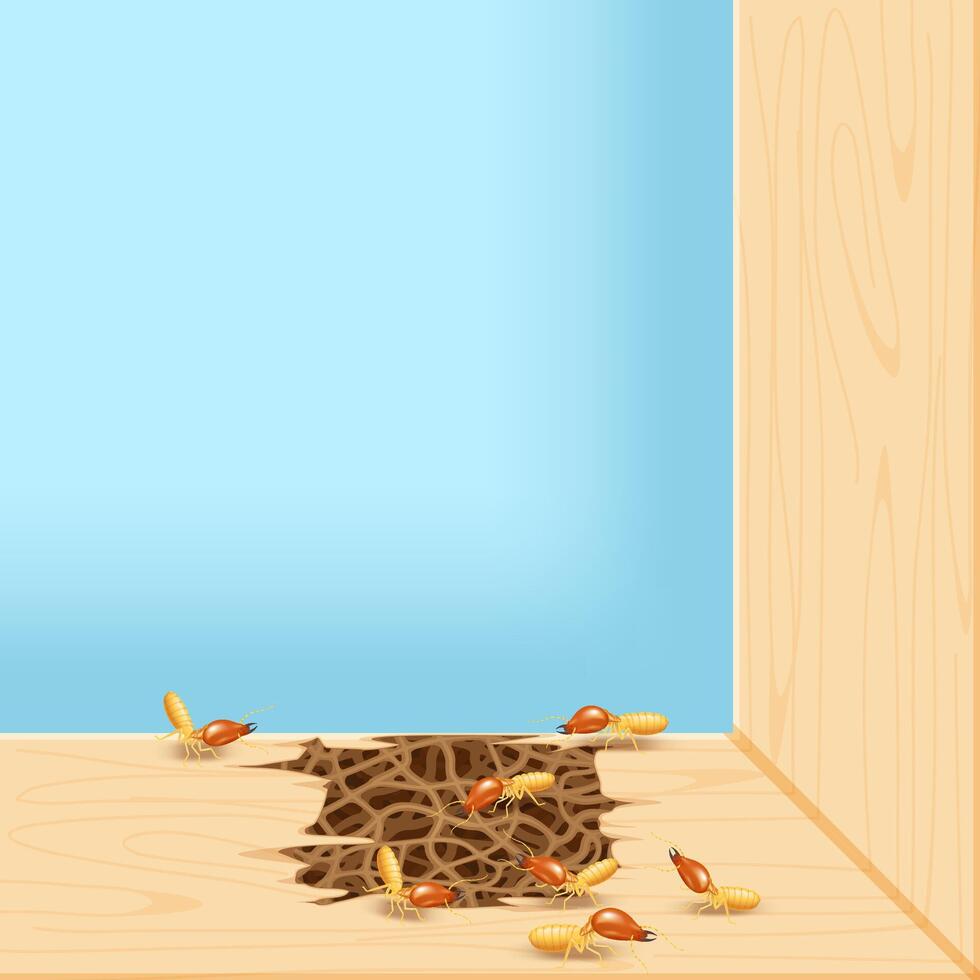 termites at window, termite nest at wooden wall, nest termite at wood decay the door sill architrave, nest termite background and copy space, damaged wooden window door by eaten termite vector