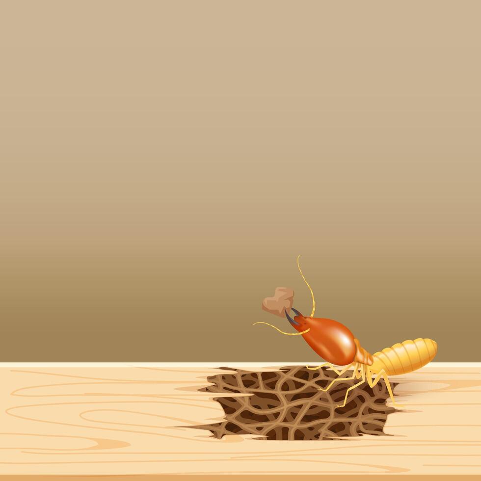 termites at wood, termite nest at wooden wall, nest termite at wood decay the door sill architrave, nest termite background and copy space, damaged wooden window door by eaten termite vector