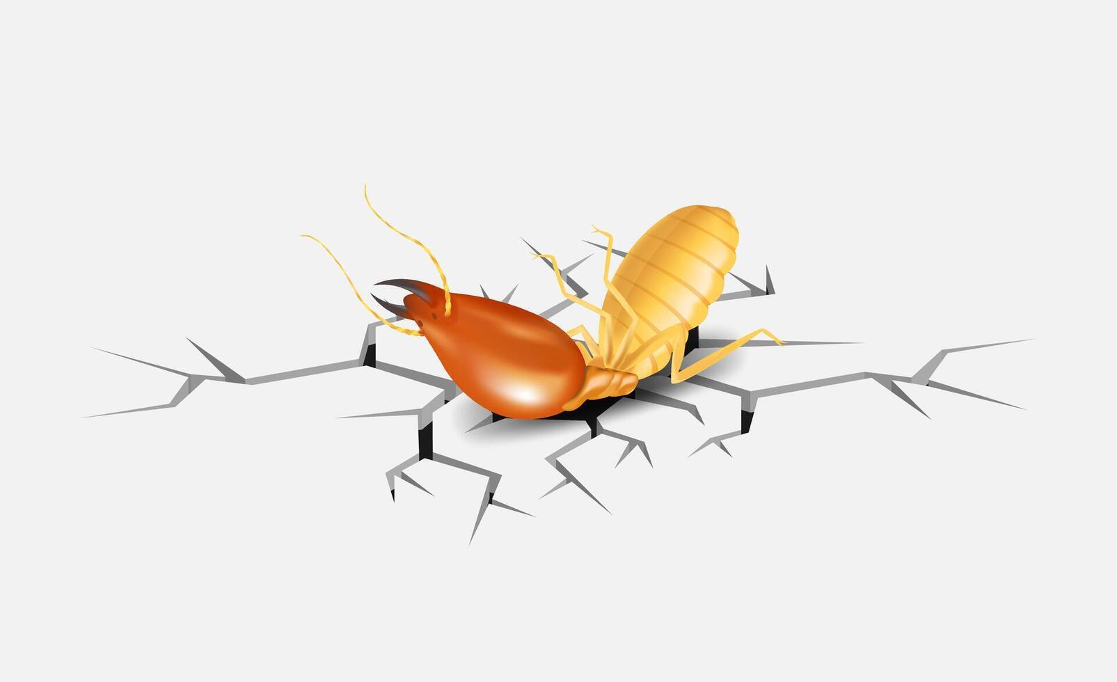 termite, dead termites on crack white grey background, dead termite on cement texture with destruction and damage concept, termites over cracks in white grey wall surface, termite on the cracked hole vector