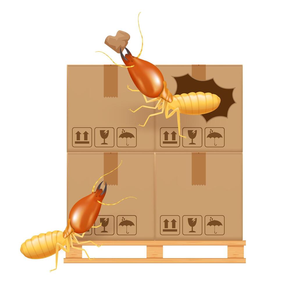termite bites eat paper boxes brown isolated on white background, termites and wood pallet with cardboard boxes in factory warehouse, termites walking on corrugated case, termite on crate damaged box vector