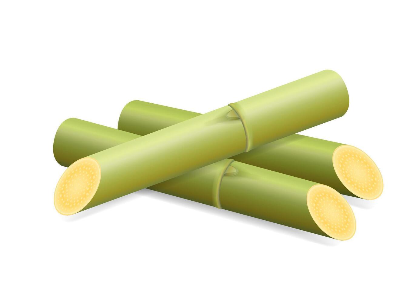 Illustration Sugar Cane, Cane, Pieces of Fresh Sugarcane Green, Sugar Cane Cut Isolated on White Background vector