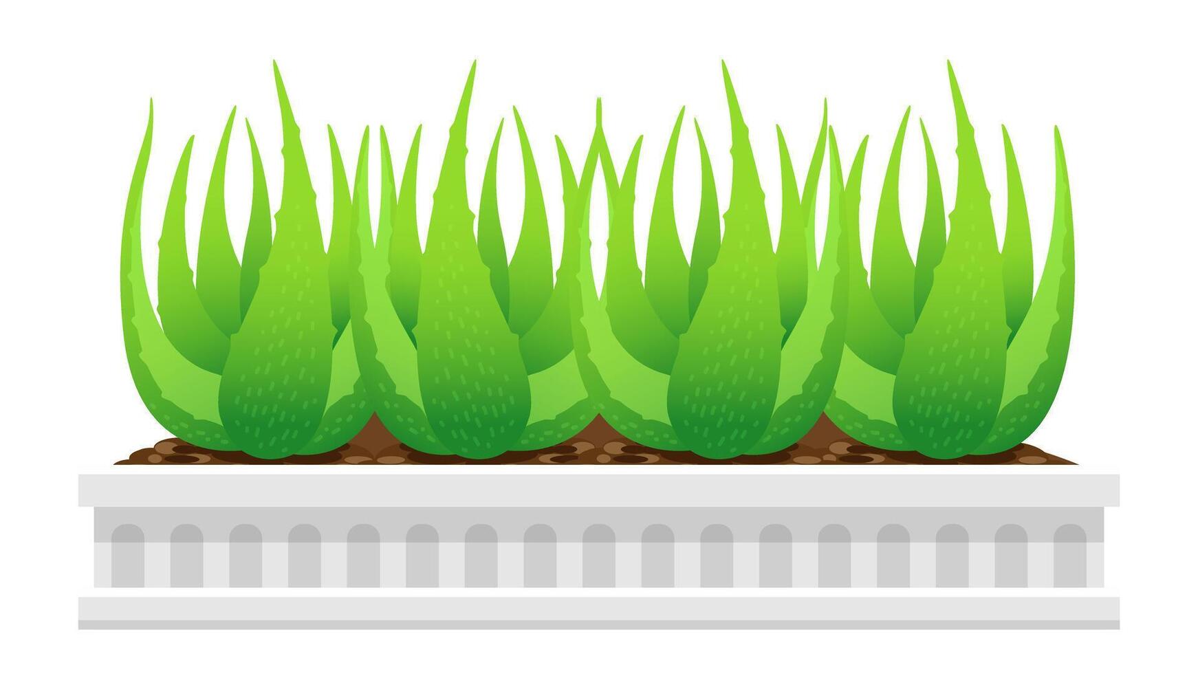 aloe vera plant in white pot isolated on white, clip art of aloe vera leaves, aloe vera for ingredient cosmetics cream products, illustration realistic clip art of aloe vera plantation farm vector