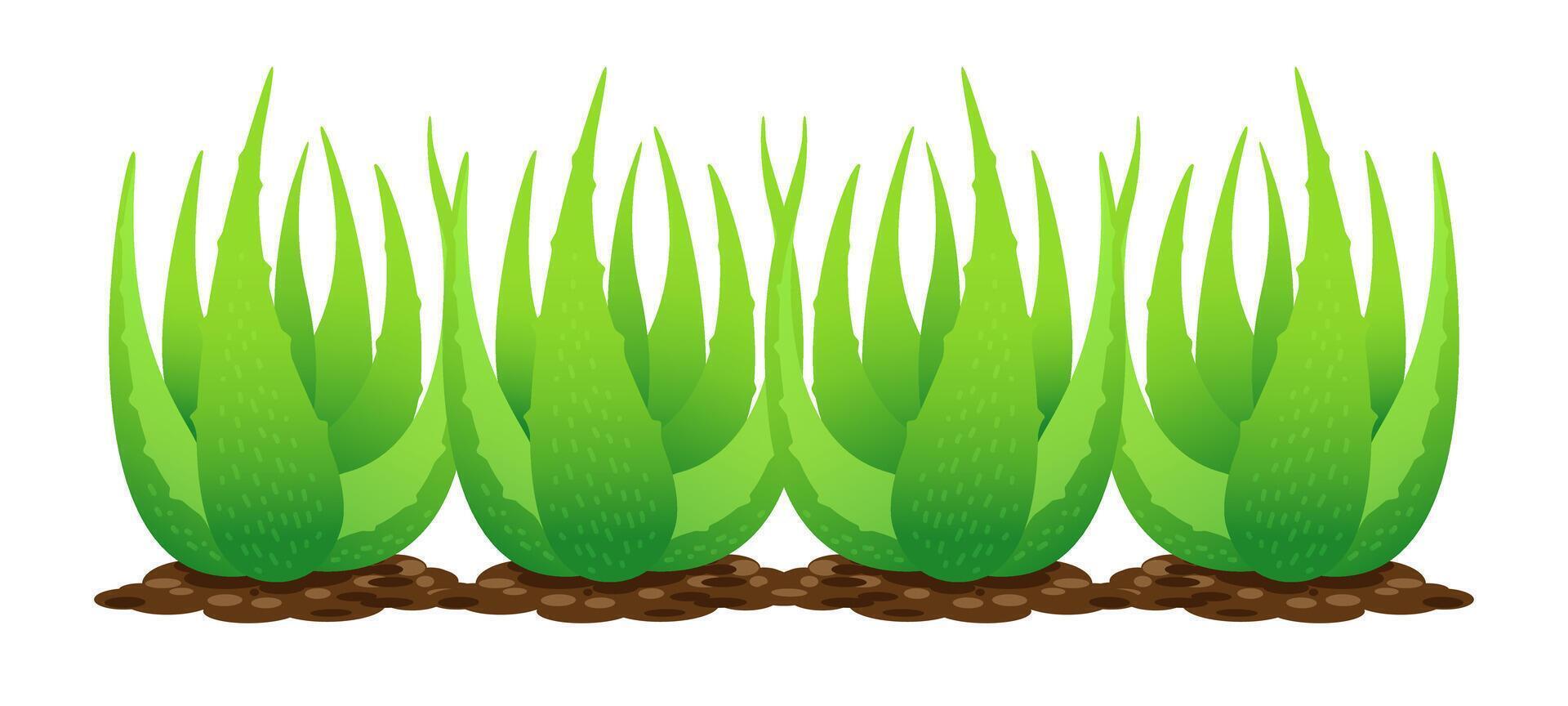 aloe vera plant on soil isolated over white background, clip art of aloe vera leaves, aloe vera for ingredient cosmetics cream products, illustration realistic clip art vector