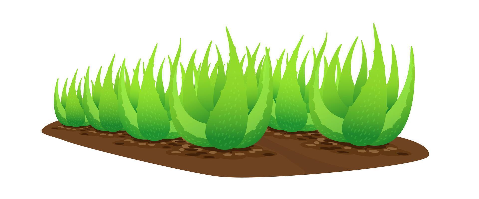 aloe vera plant on soil isolated over white background, clip art of aloe vera leaves, aloe vera for ingredient cosmetics cream products vector