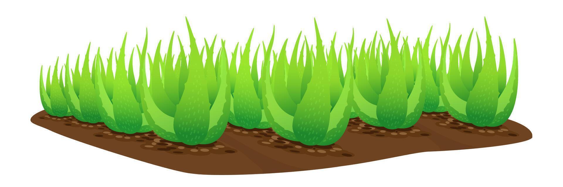 aloe vera plant on soil isolated on white background, clip art of aloe vera leaves, aloe vera for ingredient cosmetics cream products, illustration realistic clip art of aloe vera plantation farm vector