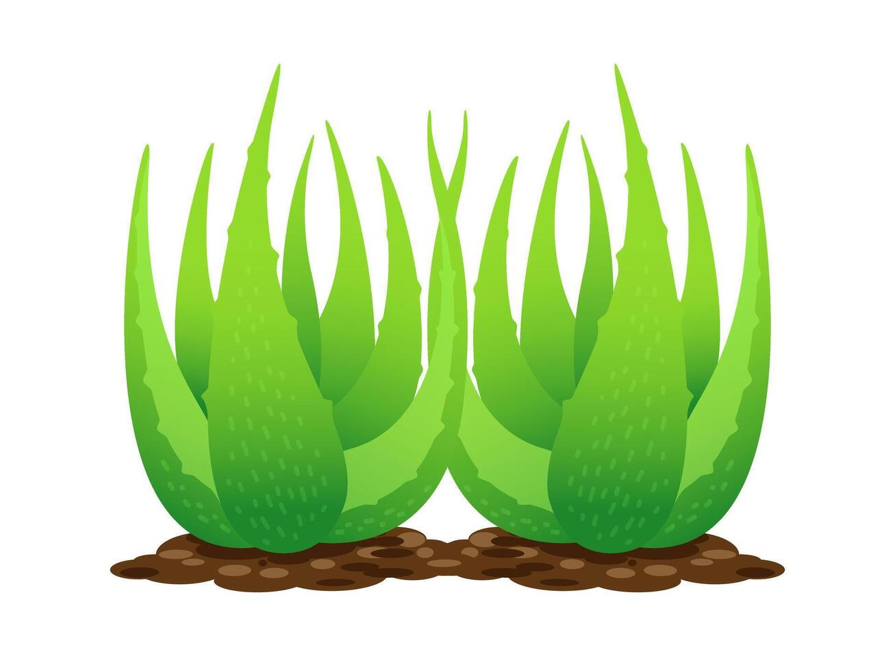 aloe vera plant on soil isolated on white, clip art of aloe vera leaves, aloe vera for ingredient cosmetics cream product vector