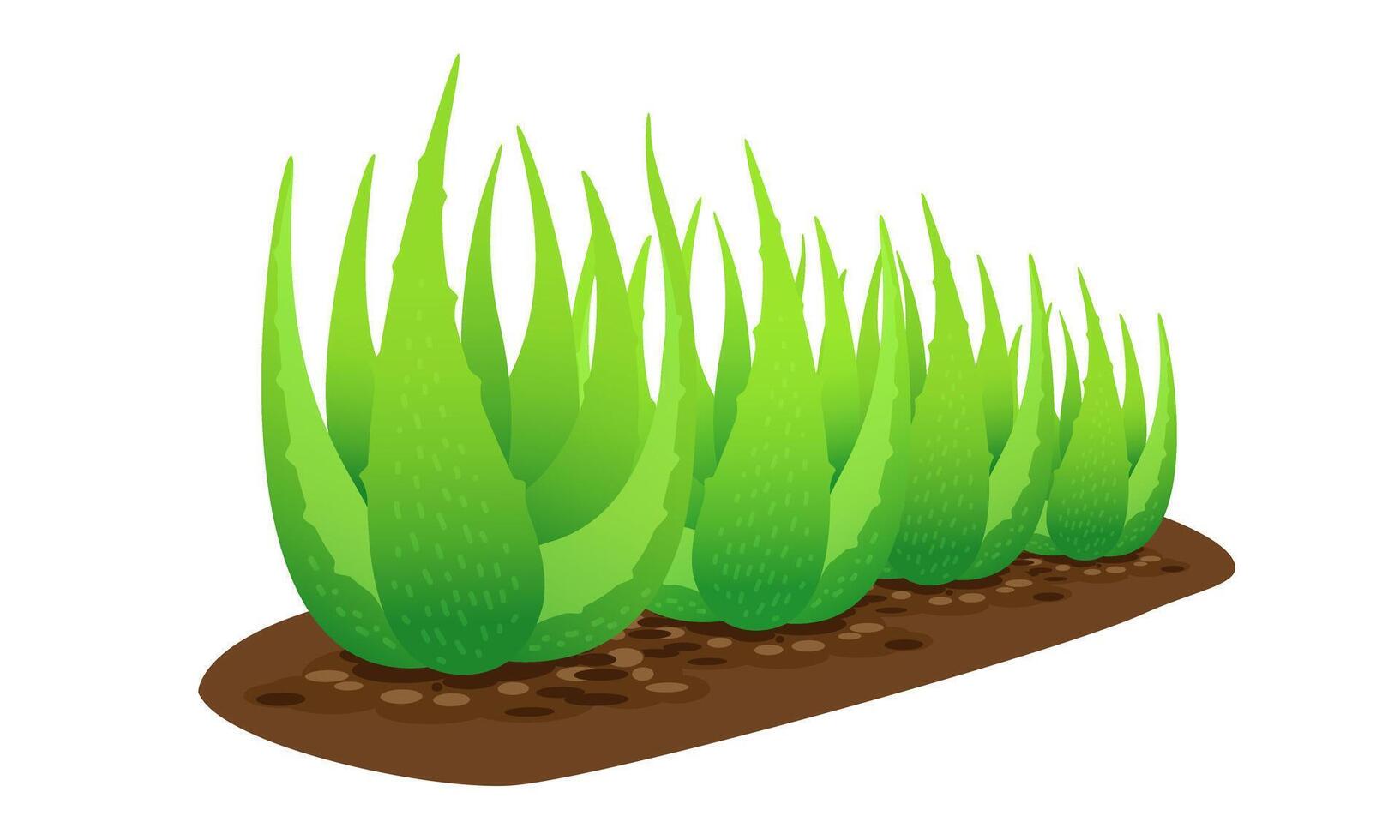 aloe vera plant on soil isolated on white, clip art of aloe vera leaves, aloe vera for ingredient cosmetics cream products, illustration realistic clip art of aloe vera plantation farm vector