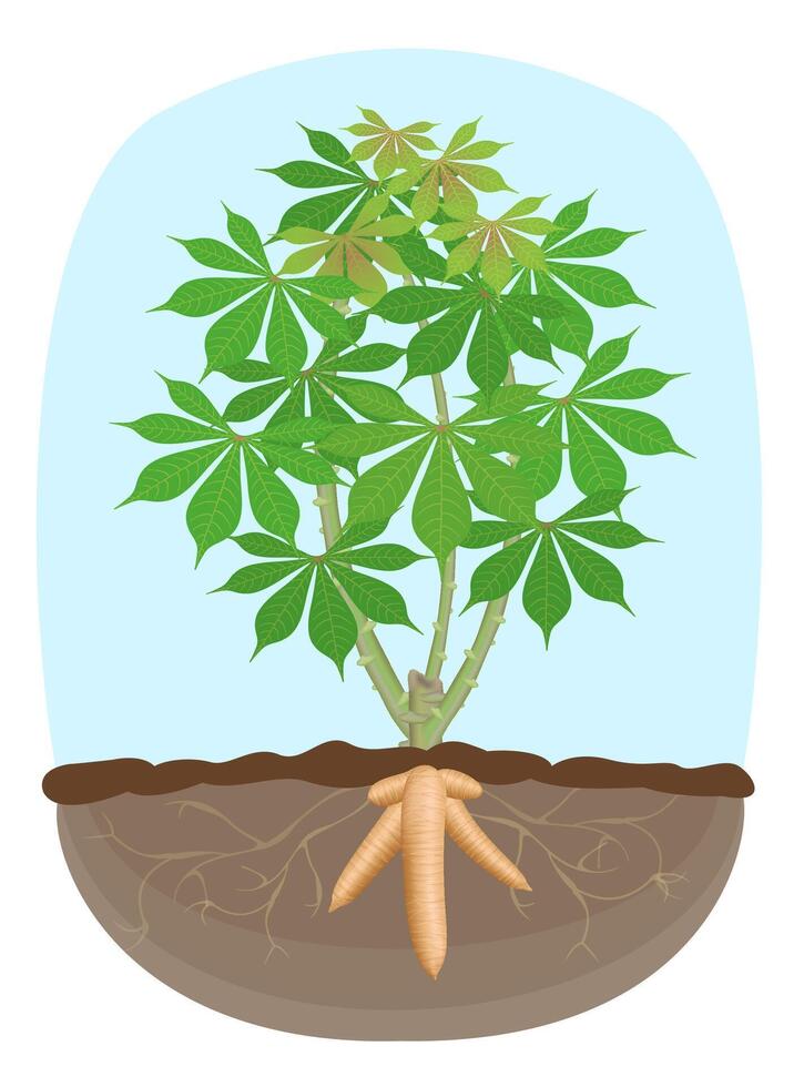 cassava tree plant, tapioca underground root, cassava rhizomes isolated on white background, manioc cassava roots underground plants, cassava plantation, tapioca for flour industry, ethanol industry vector