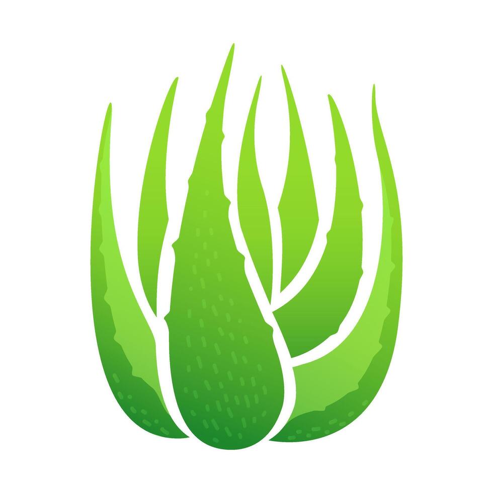 icon aloe vera leaves on white background, clip art of aloe vera leaves, aloe vera for symbol logo ingredient cosmetics cream products, illustration realistic clip art of aloe vera pieces vector
