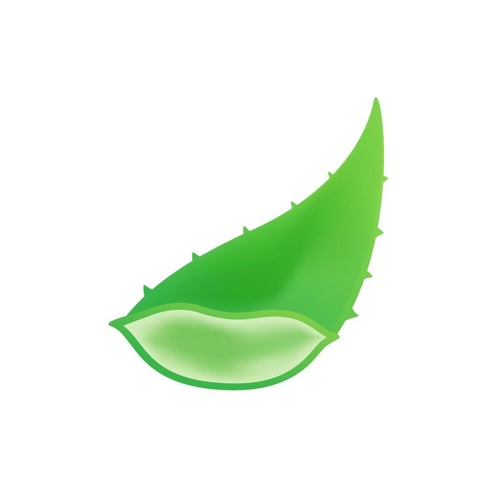 aloe vera isolated on a white, clip art of aloe vera leaves, aloe vera for icon logo ingredient cosmetics cream products, illustration realistic clip art of aloe vera pieces vector