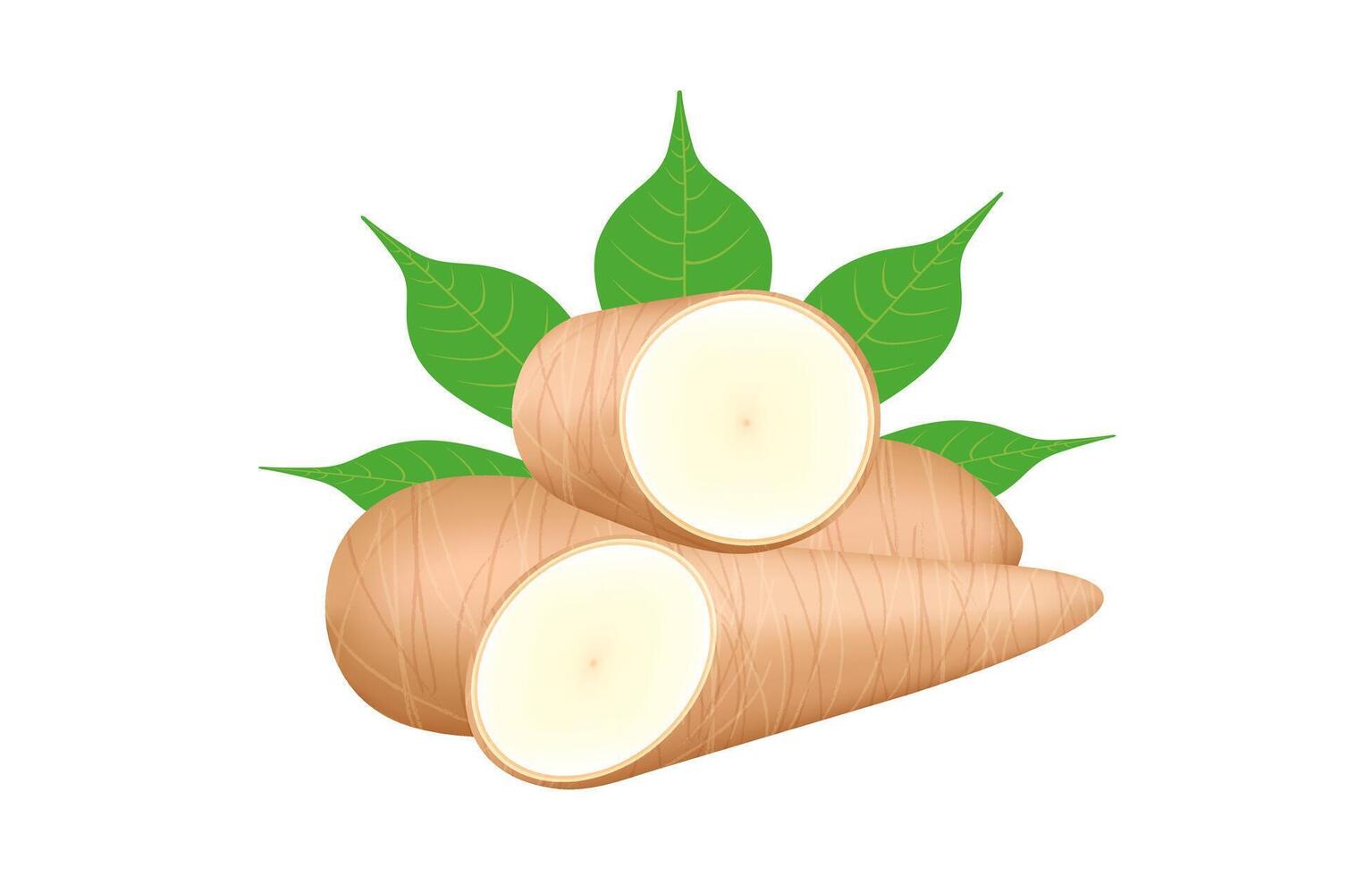cassava fresh and leaf isolated on white background, raw cassava cut slice for tapioca flour industry or ethanol industry vector
