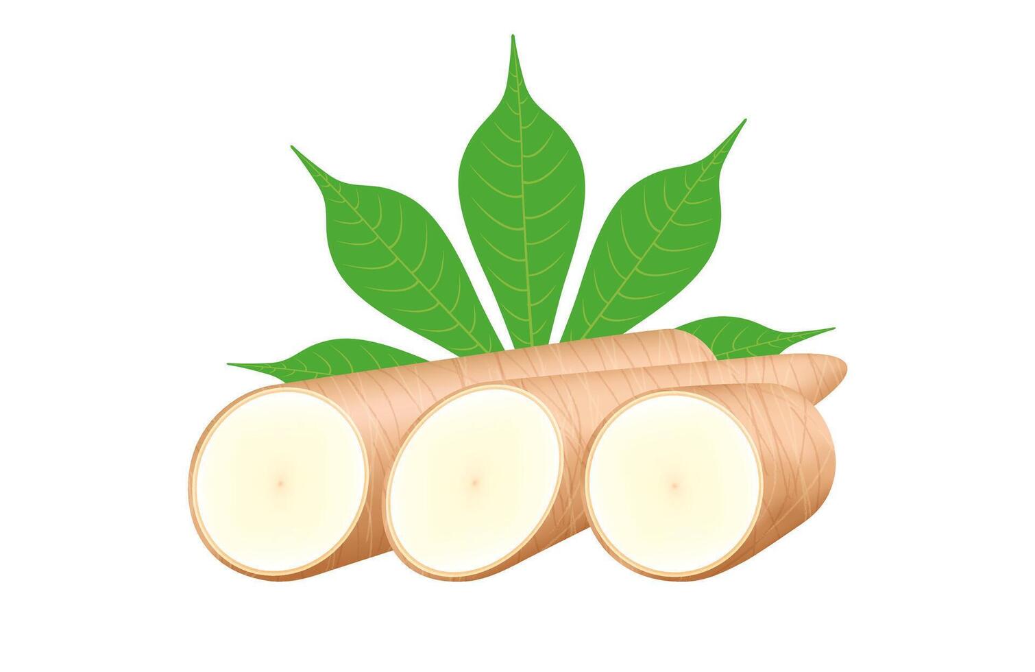 cassava fresh and leaf isolated on a white, raw cassava cut slice for tapioca flour industry or ethanol industry vector
