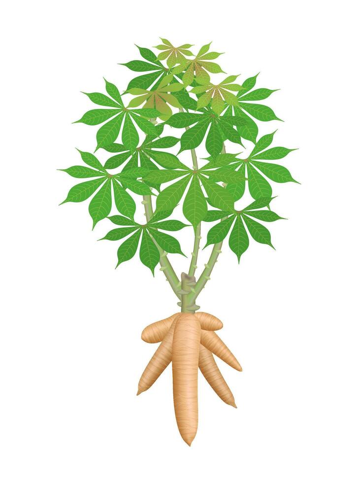 cassava tree plant, big cassava rhizomes isolated on white background, manioc cassava roots underground plants, cassava plantation, tapioca for flour industry or ethanol industry, tapioca plant vector