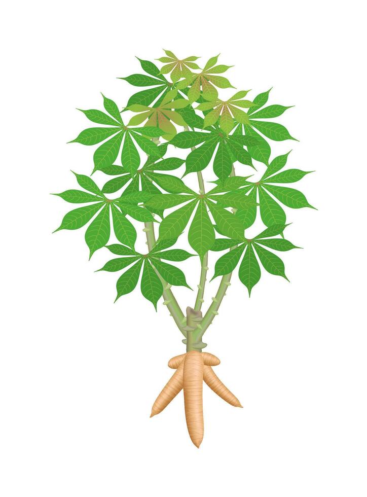 cassava tree plant, cassava rhizomes isolated on white background, manioc cassava roots underground plants, cassava plantation, tapioca for flour industry or ethanol industry, tapioca plant nature vector
