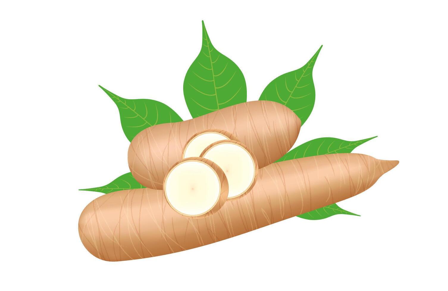 cassava fresh and leaf isolated on white, raw cassava cut slice for tapioca flour industry or ethanol industry vector